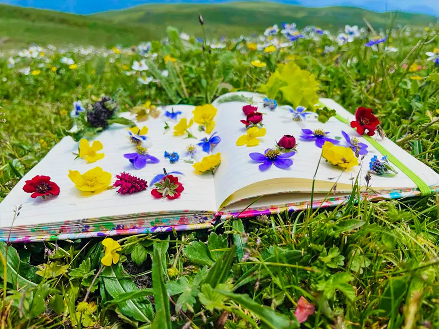 Dayara Bugyal Trek Summer Camp