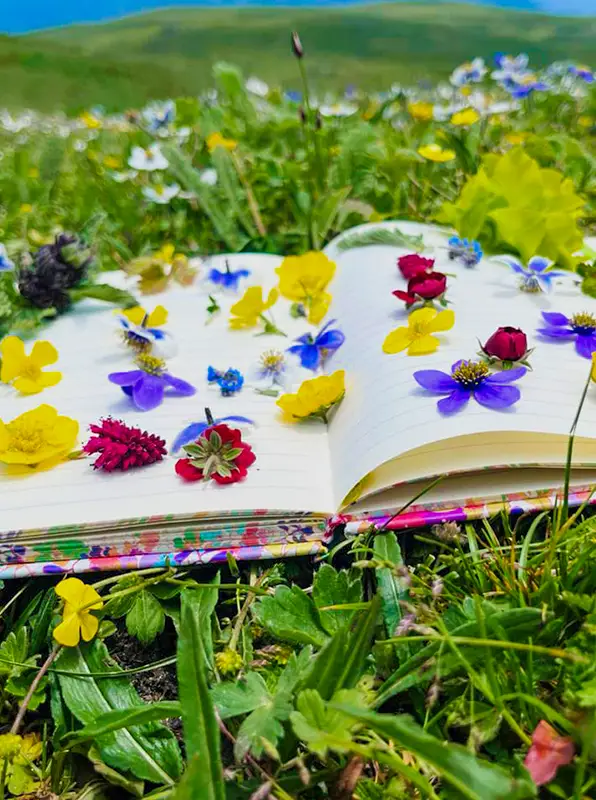 Dayara Bugyal Trek Summer Camp