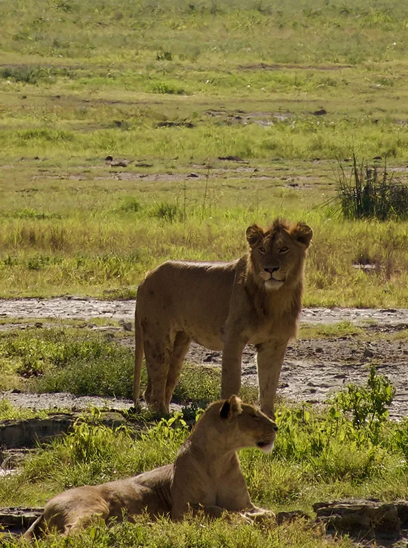 kilimanjaro Safari