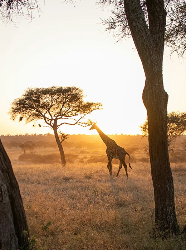kilimanjaro Safari