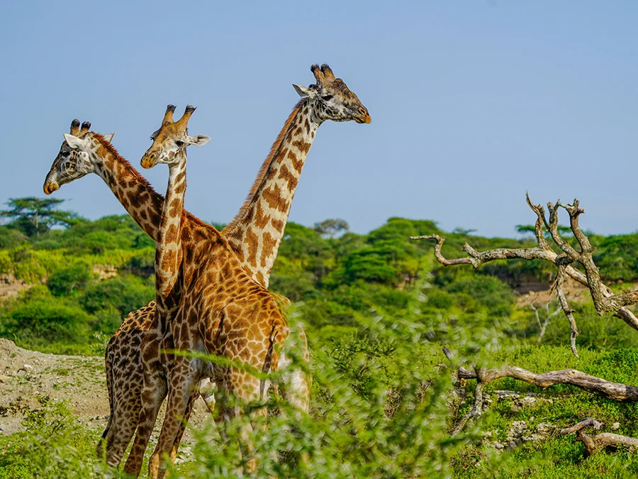 kilimanjaro Safari