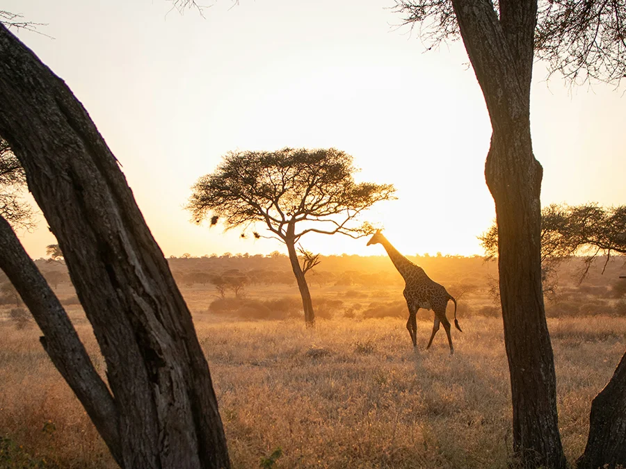 kilimanjaro Safari