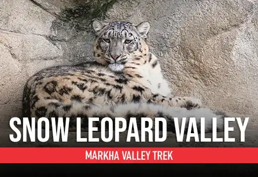 Markha Valley Trek - Snow Leopard Valley 