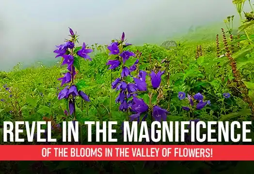 Revel in the Magnificence of the Blooms in the Valley of Flowers!