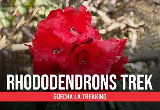 Rhododendrons Trek- Goecha La Trekking
