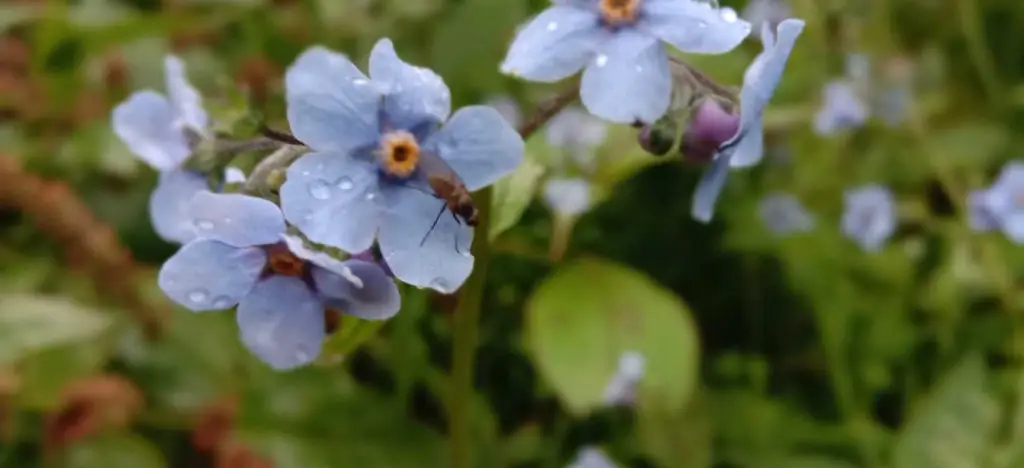 Valley of Flowers