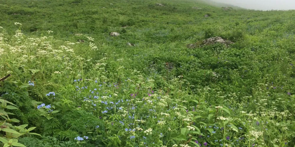 Flora in valley of flowers