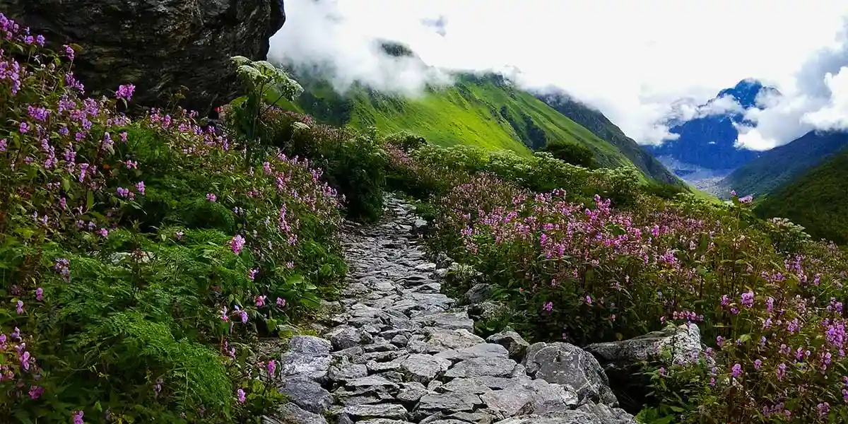 Extremely Beautiful in Monsoon- valley of flowers