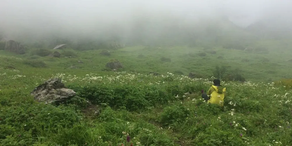 Less rainfall and disturbance in Valley of Flowers