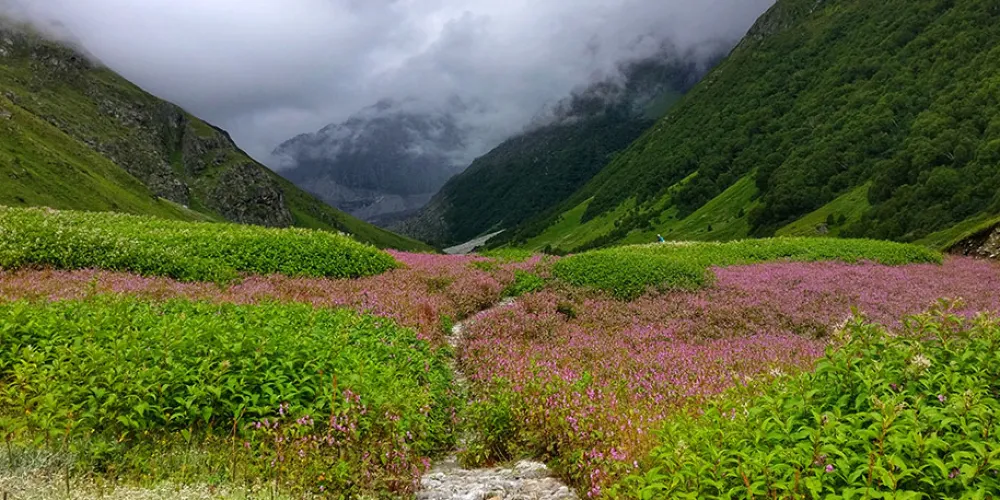 valley of flowers in september