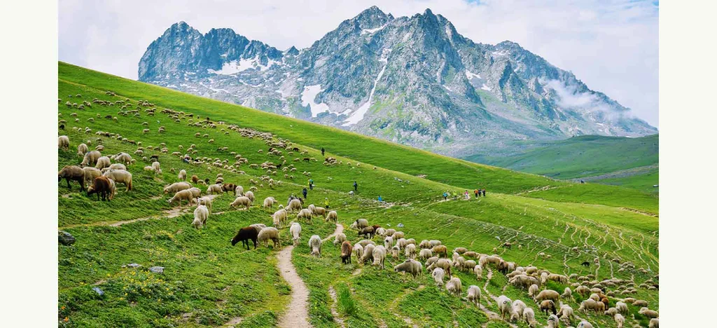 kashmiri great lakes trek