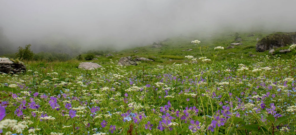Valley Of Flowers Trek