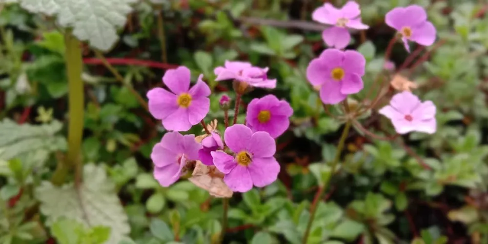 flowers begin to bloom in Valley of Flowers