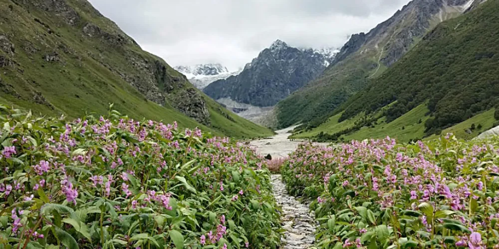 valley of flowers in august