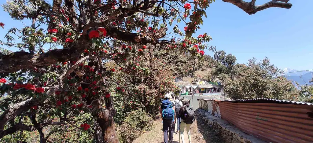 Rhododendron trek