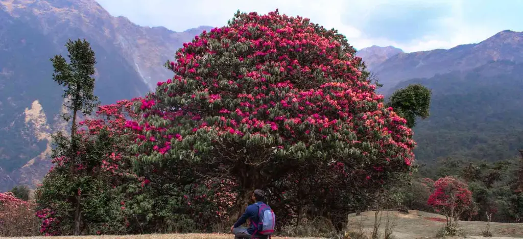 Rhododendron trek