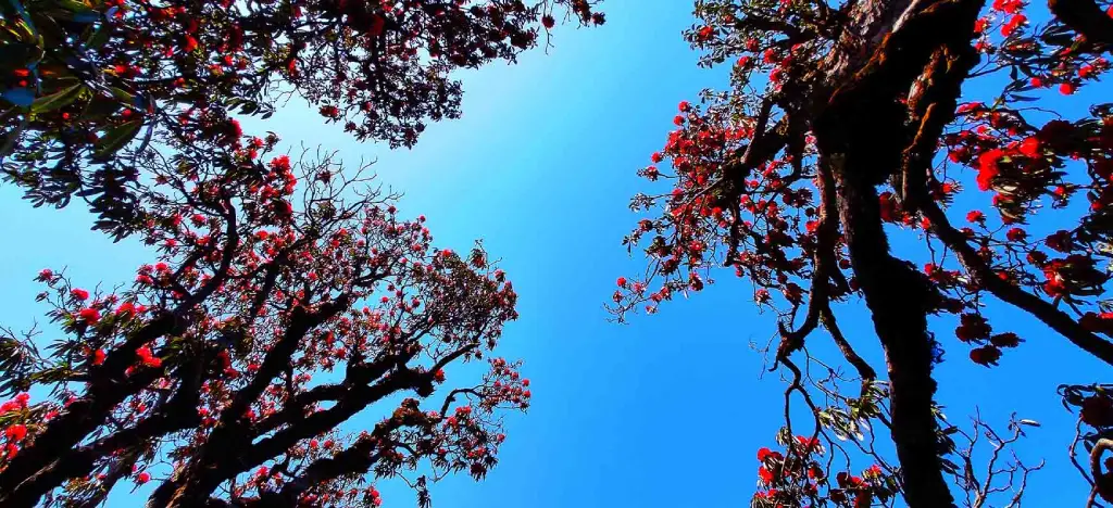 Best Rhododendron treks