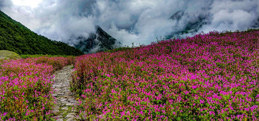 Valley of flowers trek