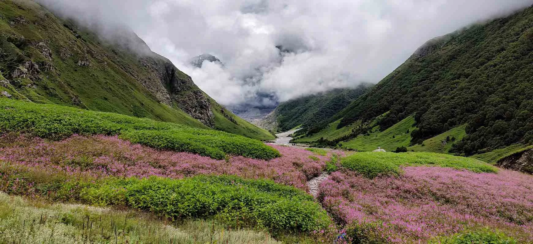 valley of flowers