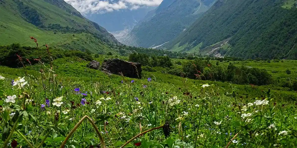 UNESCO World Heritage Site- valley of flowers