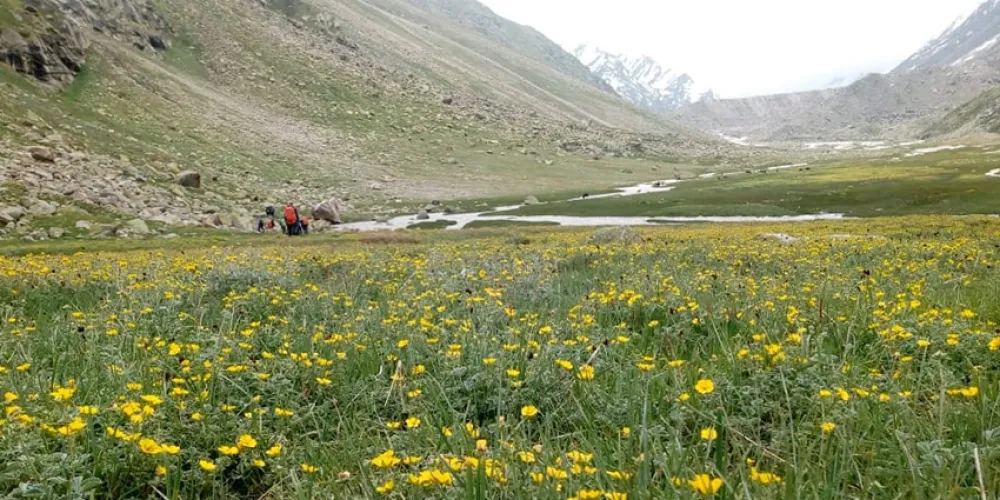 Flowers in June in Valley of Flowers