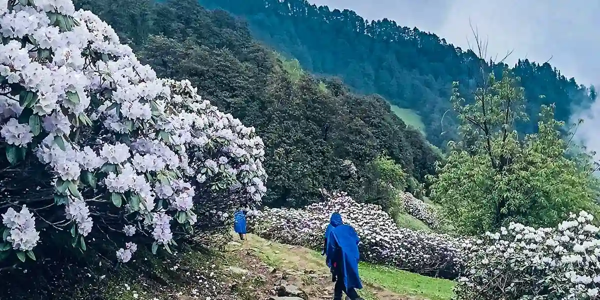    Chandrakhani Pass Trek