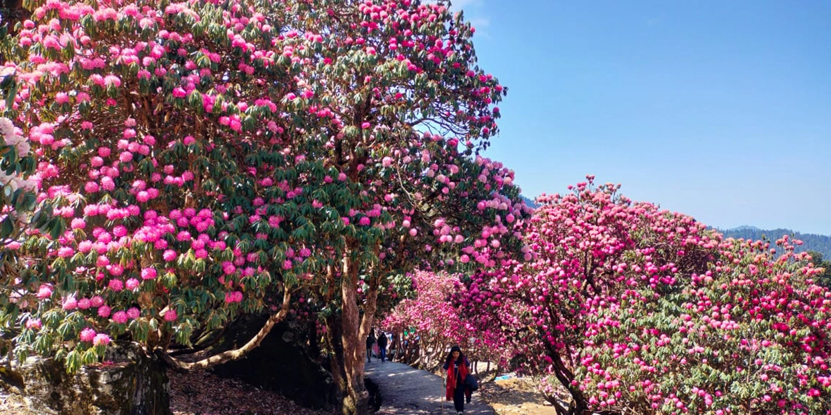 Chopta Chandrashila Trek