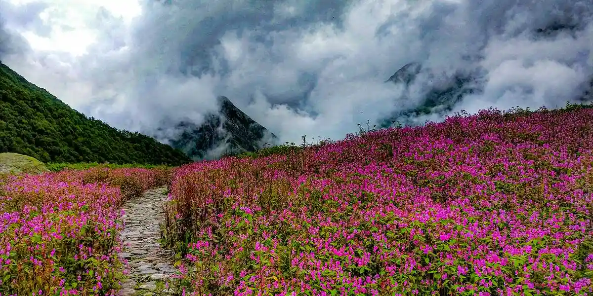 valley of flowers