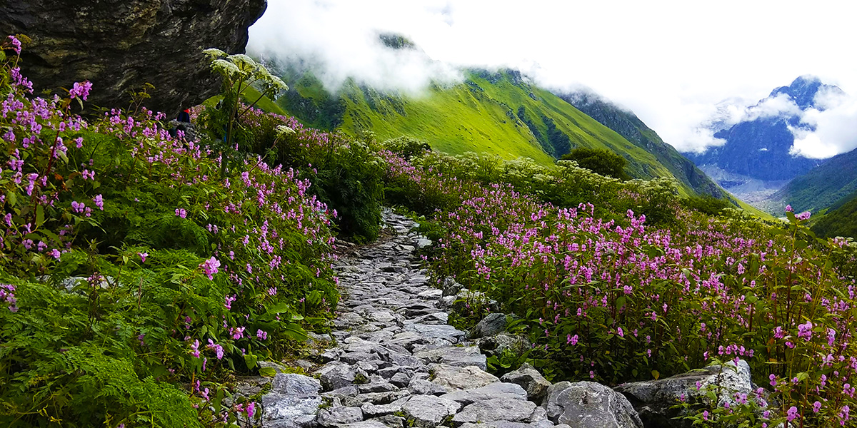Best Time to Visit Valley of Flowers